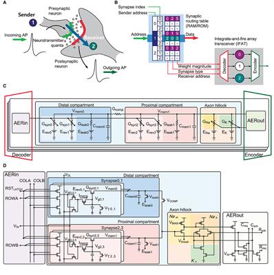 A 22-pJ/spike 73-Mspikes/s 130k-compartment neural array transceiver with conductance-based synaptic and membrane dynamics